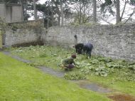 Polytunnel 10
